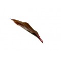 Cordyline Leaves - Bronz Ti